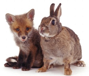 Rabbit (Oryctolagus cuniculus) and Red Fox (Vulpes vulpes) cub